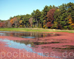 蔓越莓收成時一片紅海，陪襯著五彩繽紛的秋葉，美麗而壯觀（攝影：徐明 / 大紀元）