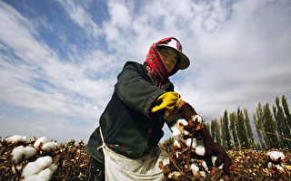 瘋狂棉花一月漲破十年紀錄  大型棉企湧新疆炒棉
