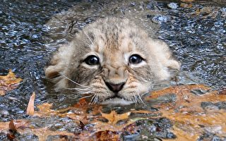 组图：美狮幼崽首次下水 可爱模样全入镜
