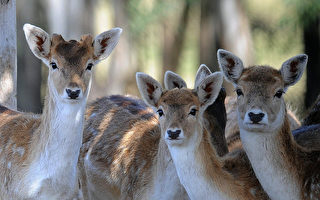 鹿繁殖过度 马州寻求有效控制措施