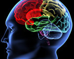 醫學上也認識到人類大腦有百分之七十以上沒有開發。(攝影：V. Yakobchuk/Fotolia)