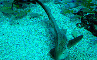 大尾虎鮫  進駐海生館
