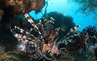 組圖：東帝汶神奇美麗海底世界
