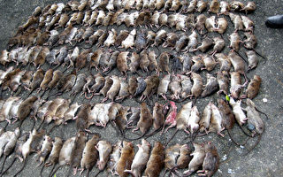 蘭嶼鼠患 3天捉400隻