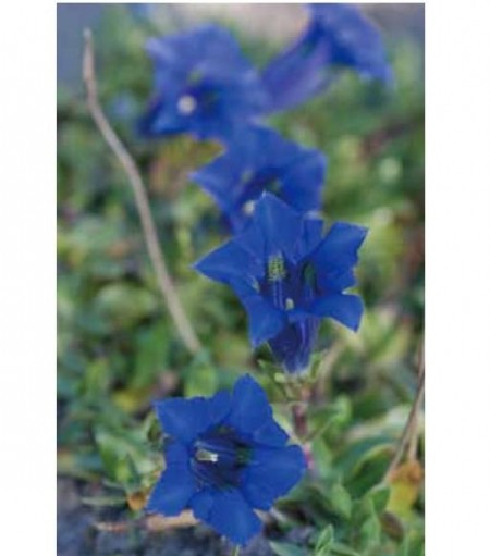 巴曲花精情绪密码 精神科临床之应用 大纪元