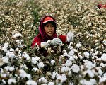 美宣布禁止进口新疆所有棉花及番茄产品