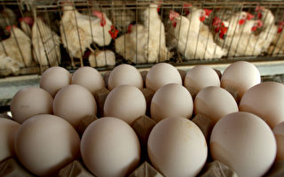 美俄州農場發現沙門氏菌 召回雞蛋