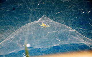 蜘蛛结笠状网  集集生态吸睛