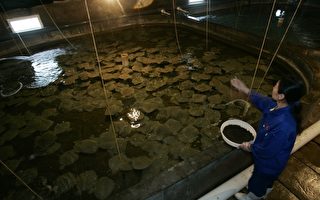據調查有50%養殖戶在飼料裡添加了抗生素及其他藥物。圖為山東省煙台市，在中國東部的多寶魚養殖場。(Photo by China Photos/Getty Images)