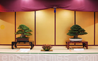 組圖：日本皋月杜鵑盆栽「錦秋展」