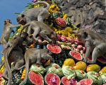 组图：泰国猴子自助餐节
