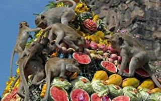 组图：泰国猴子自助餐节