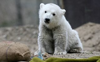 母北極熊新行為：背小熊游泳