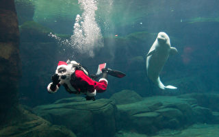 圣诞老人亲临温哥华水族馆 节目喜人