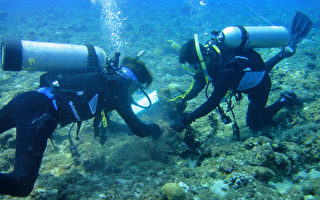 体检珊瑚礁  小琉球劣化严重