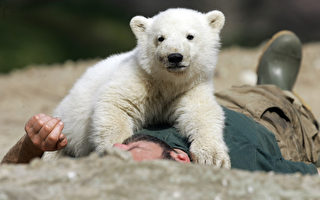 组图：北极熊“克努特”四岁忆往