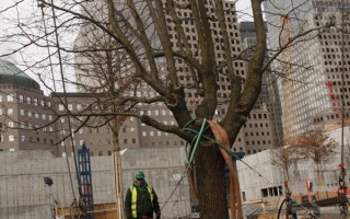 9/11死樹重生 返世貿遺址