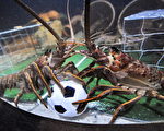 足球不是章鱼的专利---2010年06月16日，德国，柏林：在柏林海洋生物水族馆，龙虾的展示场被布置成一个足球场，每天下午一个装满沙丁鱼的足球都会造成龙虾们的争夺。（AFP PHOTO / BARBARA SAX）