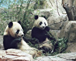熊貓夫婦可望續留美國家動物園