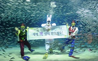 組圖：新年快樂！韓潛水員扮兔水中拜年