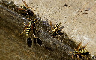 研究：美国大黄蜂数量急剧减少