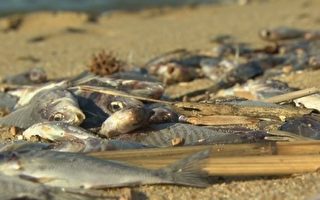 馬州200萬幼斑魚死亡
