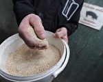 德国受二恶英污染猪肉恐已流入市场