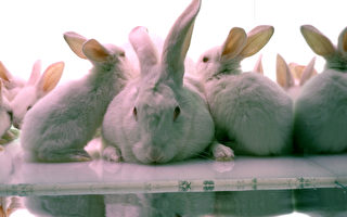 美马州一母子养78兔子 屋内任行