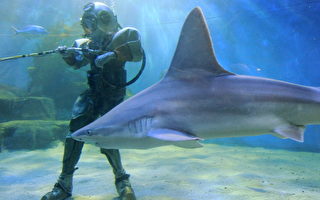 研究：鲨鱼色盲 浅色泳衣或可防鲨