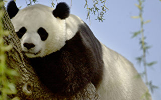 中国：美国家动物园大熊猫再留5年