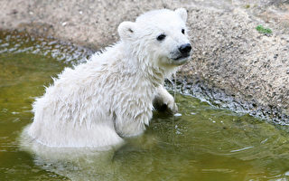 北极熊为觅食 连游9天不休息