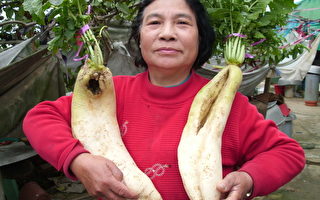 婆婆媽媽種出特殊外型大蘿蔔