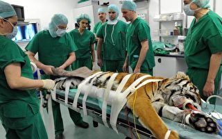 世界首例 德兽医给老虎臀部换人造关节