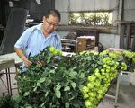 情人節近 屏縣冬季玫瑰花價格看俏