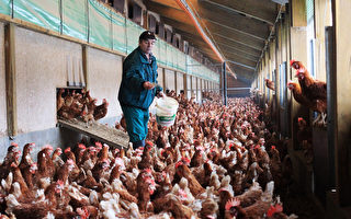马州拟立法禁鸡饲料中加“砷”