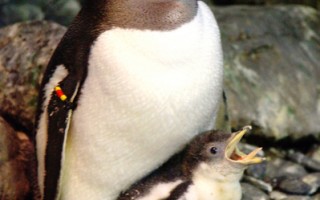 圖片新聞：香港第一隻企鵝寶寶誕生