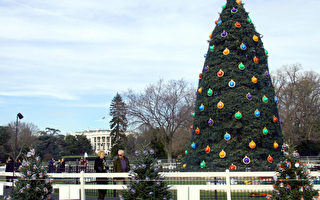 白宫32年国家圣诞树遭强风吹倒