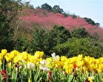 桃源仙谷~10,000株櫻花怒放與全台最大鬱金香花田