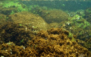 暖化助长毒藻和细菌 海洋首当其冲