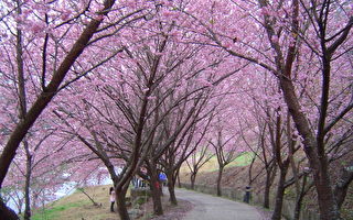 組圖：武陵農場櫻花盛開