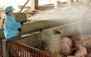 台湾训练猪只上厕所 既省钱又环保