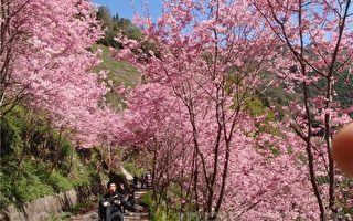 神祕中巴陵櫻花步道櫻花開了！