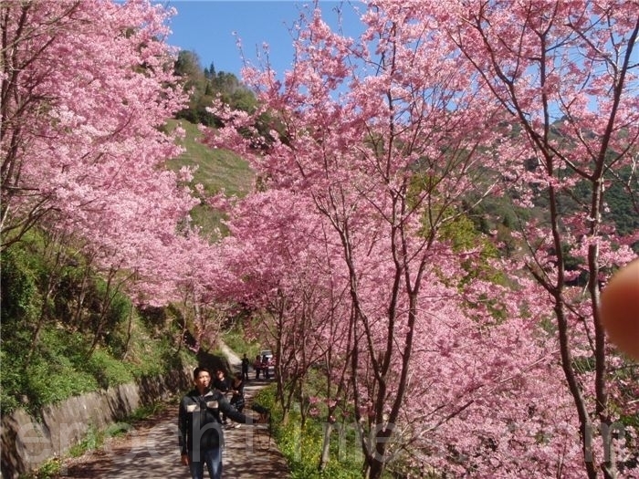 神秘中巴陵樱花步道樱花开了 大纪元