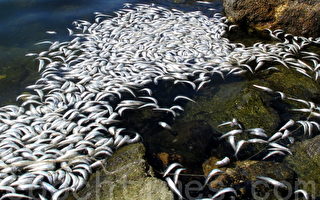 加州海港出現大量死魚 死因：缺氧