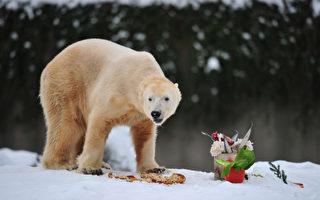 柏林動物園明星北極熊特努死了 原因待查