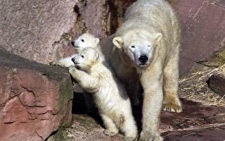 组图：德北极熊双胞胎首次可爱亮相