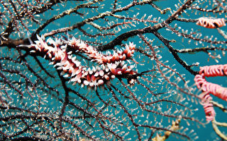 海中七彩宝石  海蛞蝓令人惊叹