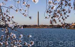 組圖：美國首府華盛頓櫻花綻放