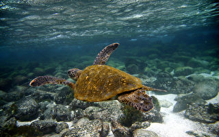塑膠汙染海洋  危及海龜生存