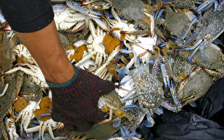 亚洲滥捕螃蟹 美商注资遏止恶化